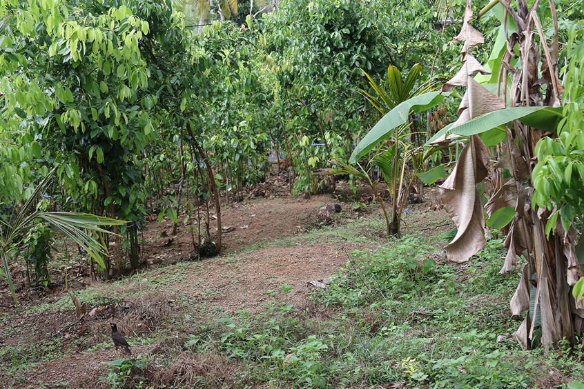 Kaneelplantage